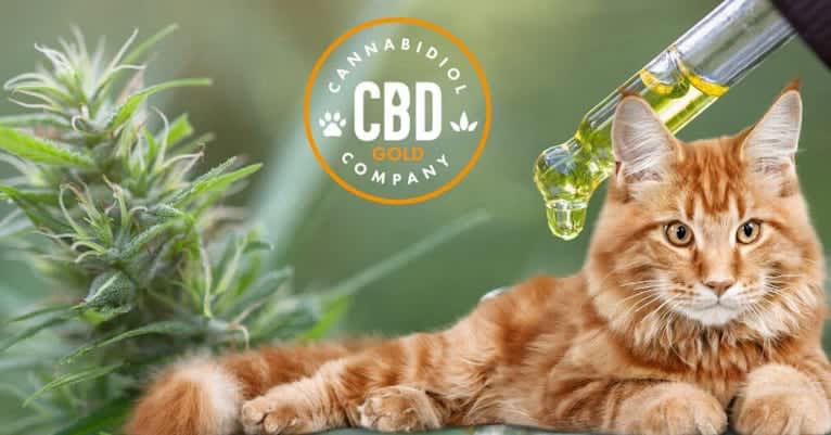 cbd met mct olie voor katten